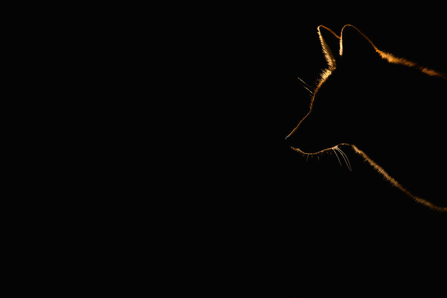 Foxes Of Amsterdam Foxes Of Amsterdam