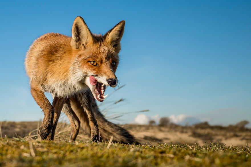 Foxes Of Amsterdam Foxes Of Amsterdam