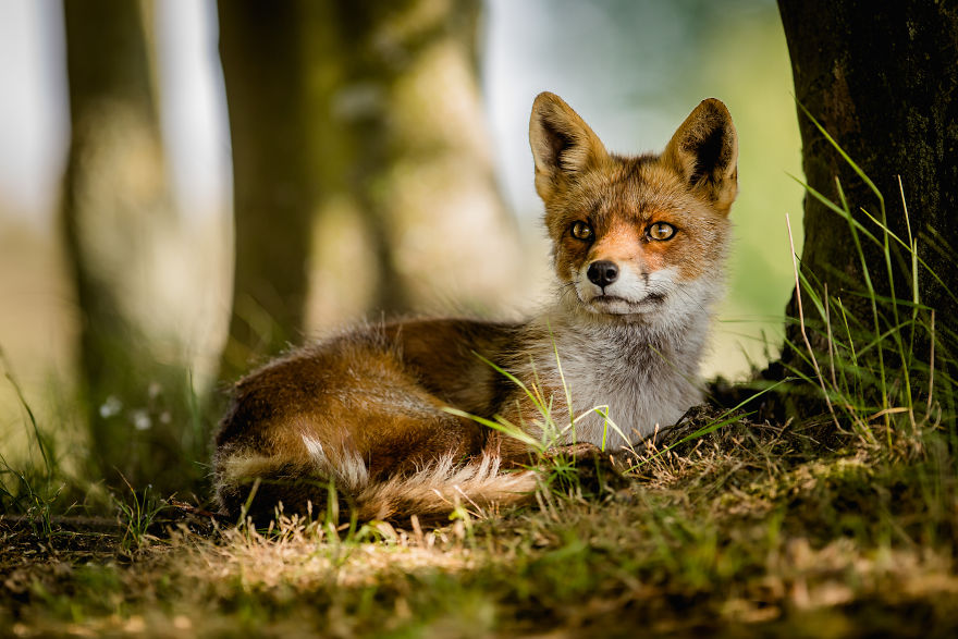Foxes Of Amsterdam Foxes Of Amsterdam
