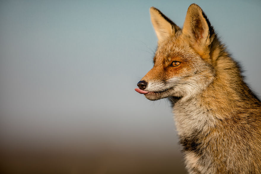 Foxes Of Amsterdam Foxes Of Amsterdam