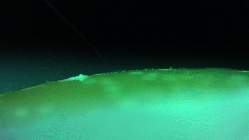 Elon Musk’s Startup Creates Dystopian Brain Implant That Will Link Your Brain To A Computer Elon Musk’s Startup Creates Dystopian Brain Implant That Will Link Your Brain To A Computer