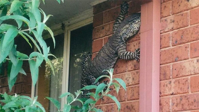 Australia Is The Land Of ‘Nope’, And These 75 Pictures Prove It Australia Is The Land Of ‘Nope’, And These 75 Pictures Prove It
