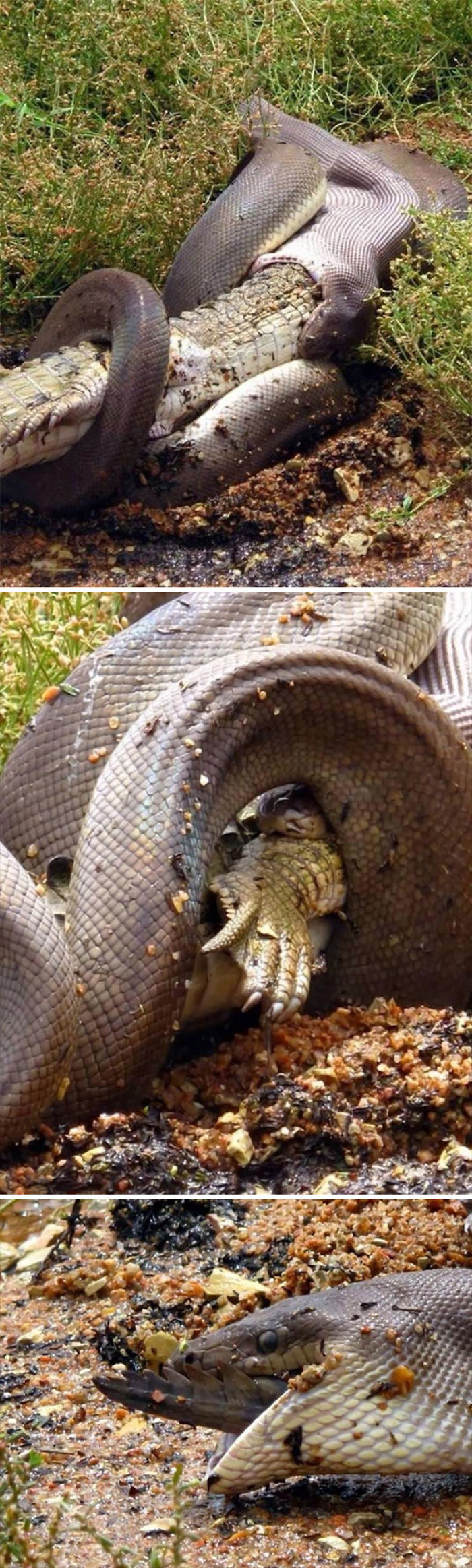 Australia Is The Land Of ‘Nope’, And These 75 Pictures Prove It Australia Is The Land Of ‘Nope’, And These 75 Pictures Prove It
