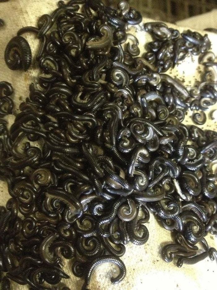 Australia Is The Land Of ‘Nope’, And These 75 Pictures Prove It Australia Is The Land Of ‘Nope’, And These 75 Pictures Prove It