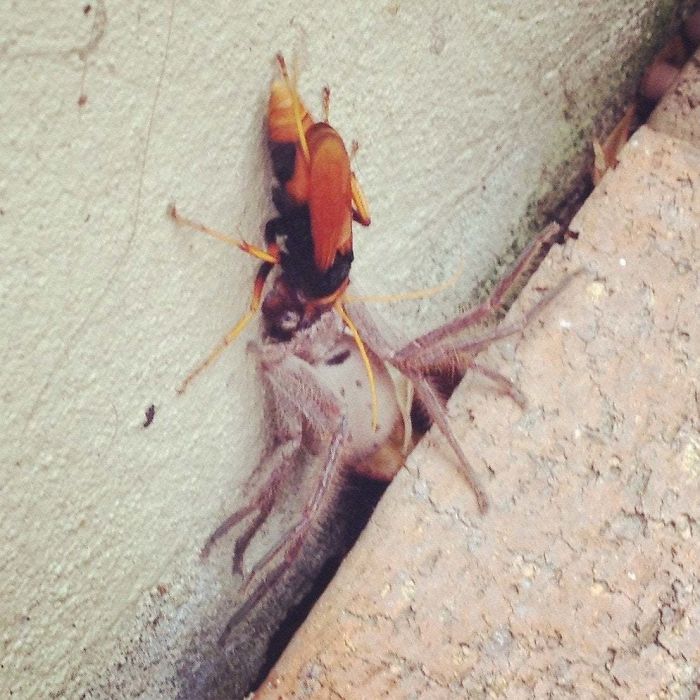 Australia Is The Land Of ‘Nope’, And These 75 Pictures Prove It Australia Is The Land Of ‘Nope’, And These 75 Pictures Prove It