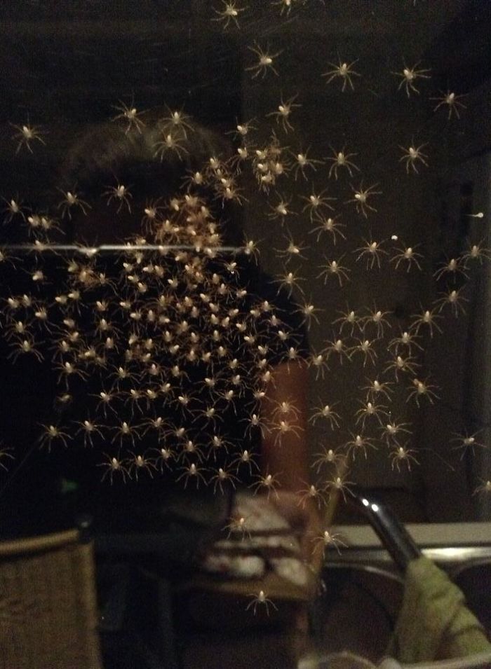 Australia Is The Land Of ‘Nope’, And These 75 Pictures Prove It Australia Is The Land Of ‘Nope’, And These 75 Pictures Prove It