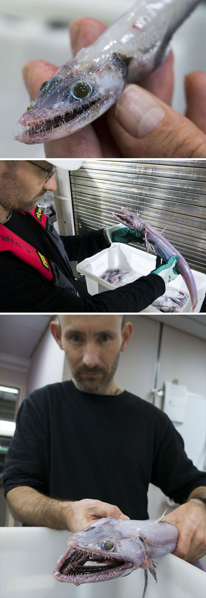 Australia Is The Land Of ‘Nope’, And These 75 Pictures Prove It Australia Is The Land Of ‘Nope’, And These 75 Pictures Prove It