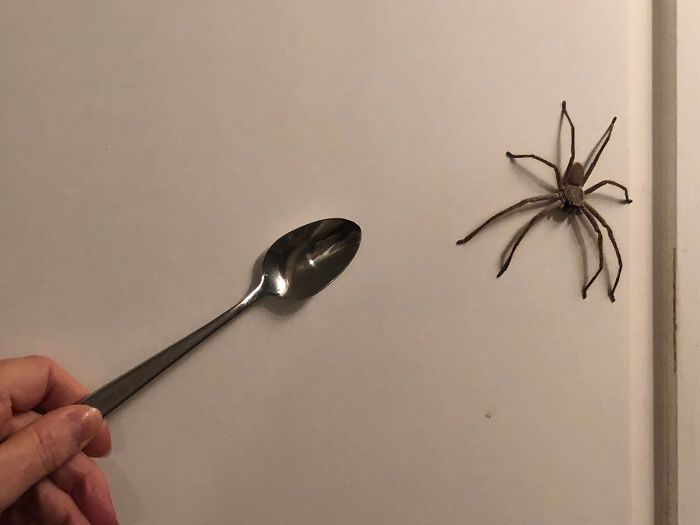 Australia Is The Land Of ‘Nope’, And These 75 Pictures Prove It Australia Is The Land Of ‘Nope’, And These 75 Pictures Prove It