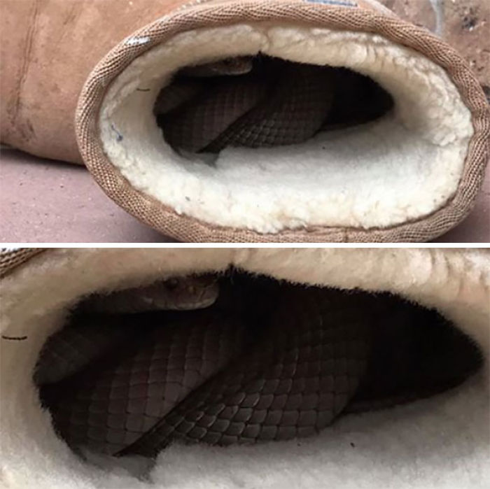 Australia Is The Land Of ‘Nope’, And These 75 Pictures Prove It Australia Is The Land Of ‘Nope’, And These 75 Pictures Prove It