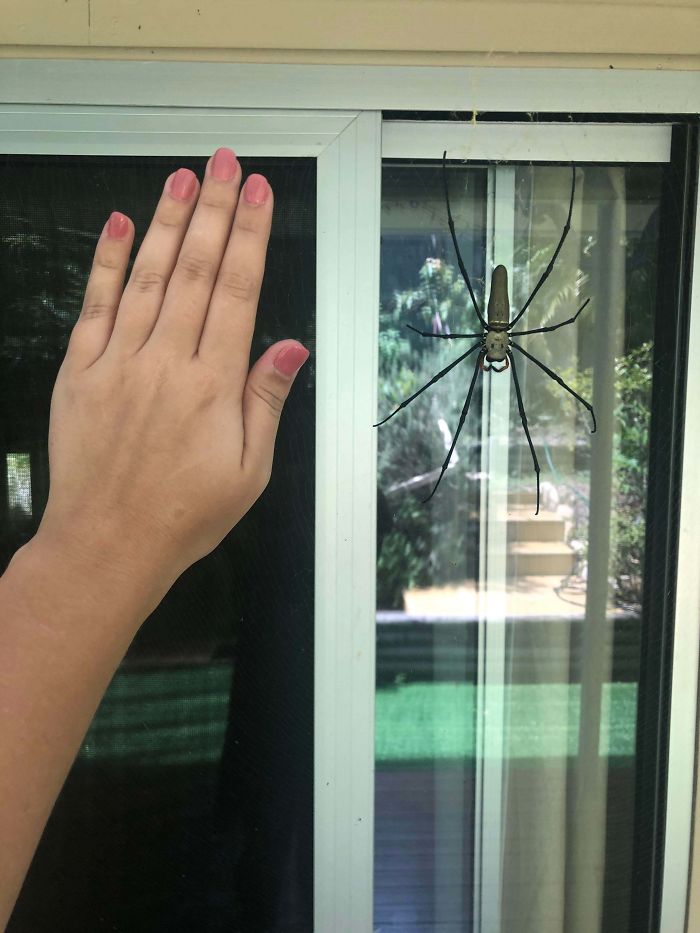 Australia Is The Land Of ‘Nope’, And These 75 Pictures Prove It Australia Is The Land Of ‘Nope’, And These 75 Pictures Prove It