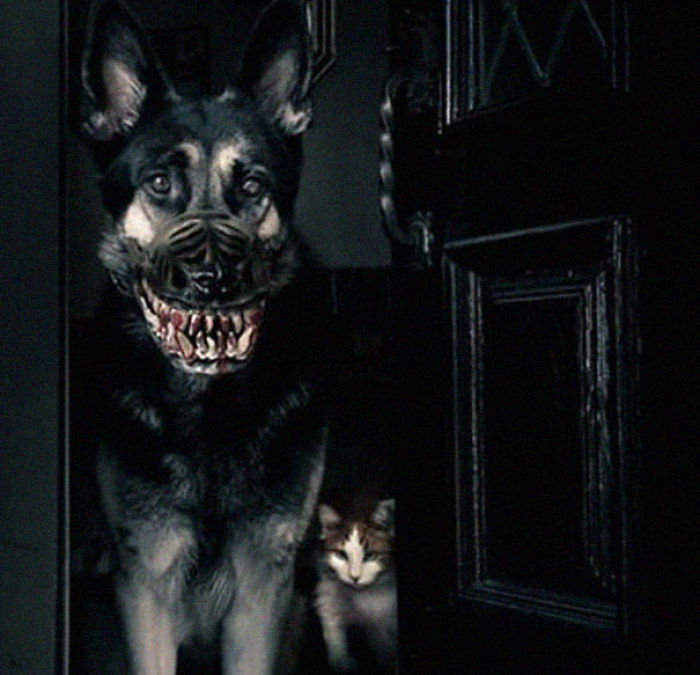 People Are Sharing What Their Dogs Look Like With This Scary Dog Muzzle From Amazon People Are Sharing What Their Dogs Look Like With This Scary Dog Muzzle From Amazon