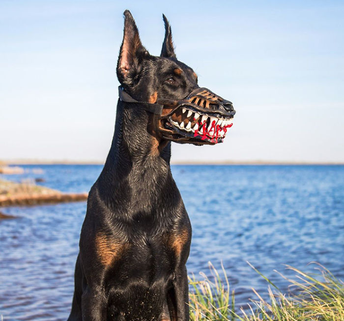 People Are Sharing What Their Dogs Look Like With This Scary Dog Muzzle From Amazon People Are Sharing What Their Dogs Look Like With This Scary Dog Muzzle From Amazon