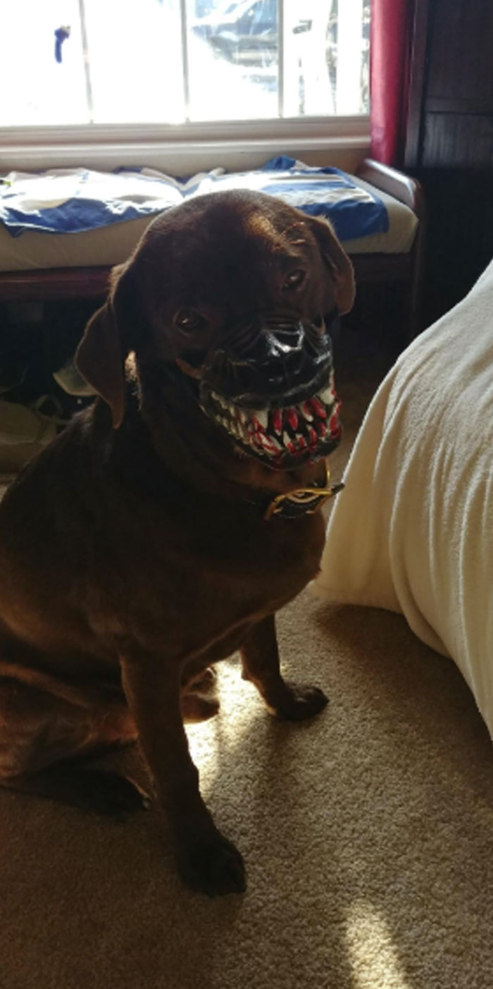 People Are Sharing What Their Dogs Look Like With This Scary Dog Muzzle From Amazon People Are Sharing What Their Dogs Look Like With This Scary Dog Muzzle From Amazon