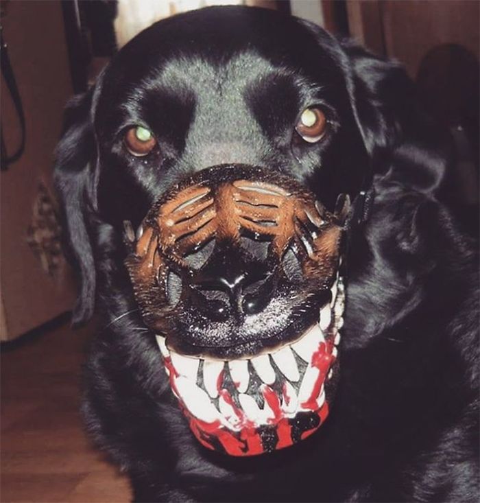 People Are Sharing What Their Dogs Look Like With This Scary Dog Muzzle From Amazon People Are Sharing What Their Dogs Look Like With This Scary Dog Muzzle From Amazon