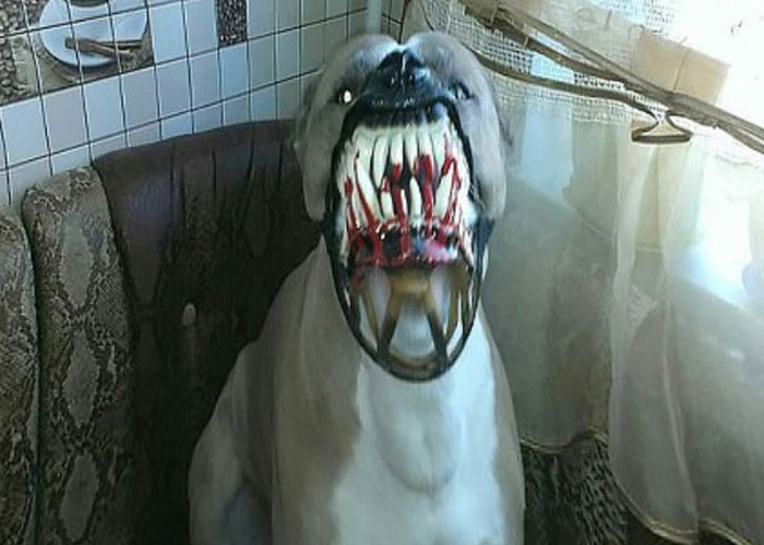 People Are Sharing What Their Dogs Look Like With This Scary Dog Muzzle From Amazon People Are Sharing What Their Dogs Look Like With This Scary Dog Muzzle From Amazon