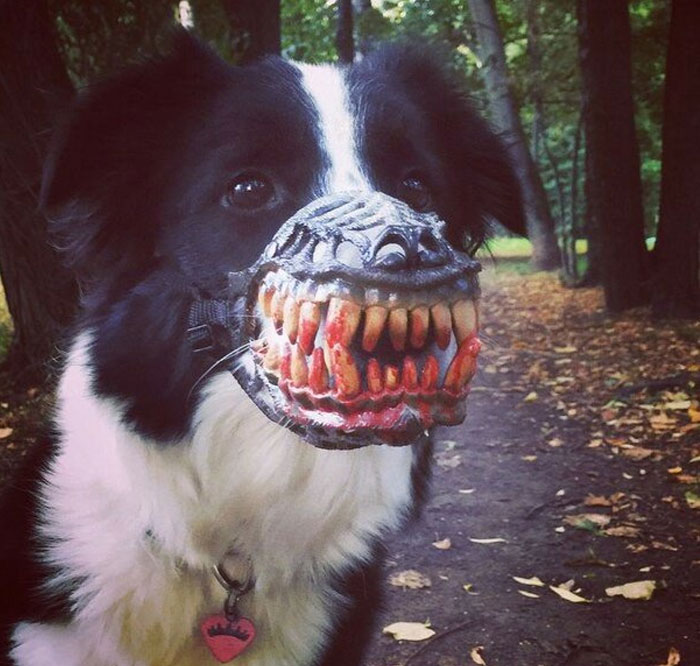 People Are Sharing What Their Dogs Look Like With This Scary Dog Muzzle From Amazon People Are Sharing What Their Dogs Look Like With This Scary Dog Muzzle From Amazon