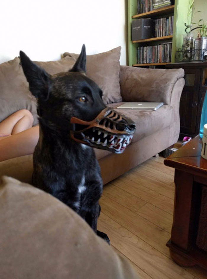 People Are Sharing What Their Dogs Look Like With This Scary Dog Muzzle From Amazon People Are Sharing What Their Dogs Look Like With This Scary Dog Muzzle From Amazon