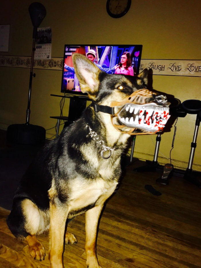 People Are Sharing What Their Dogs Look Like With This Scary Dog Muzzle From Amazon People Are Sharing What Their Dogs Look Like With This Scary Dog Muzzle From Amazon