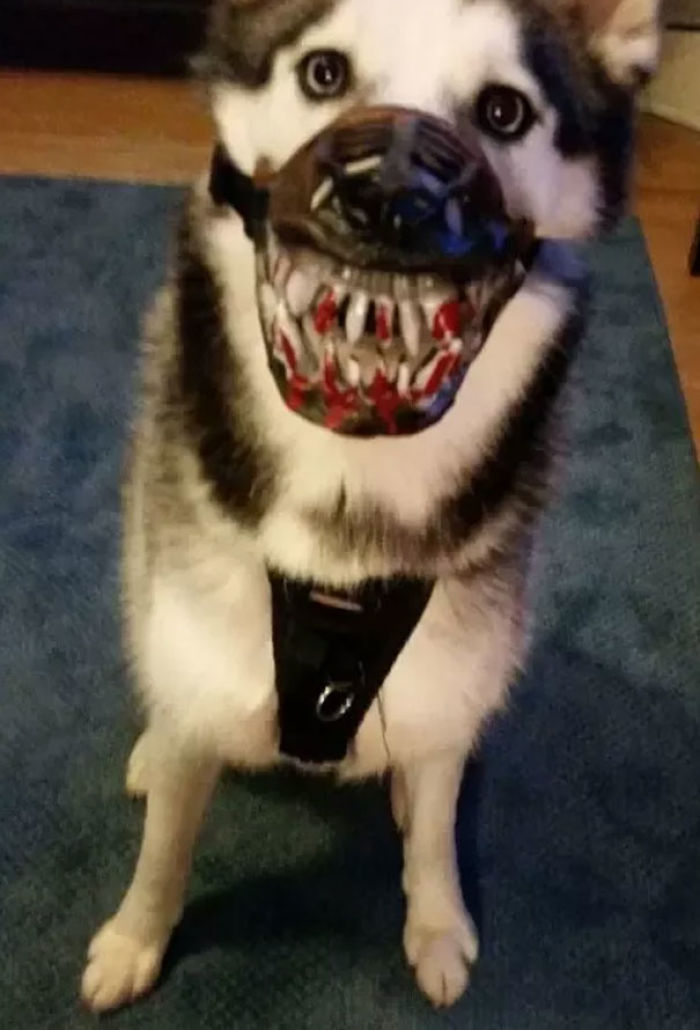 People Are Sharing What Their Dogs Look Like With This Scary Dog Muzzle From Amazon People Are Sharing What Their Dogs Look Like With This Scary Dog Muzzle From Amazon