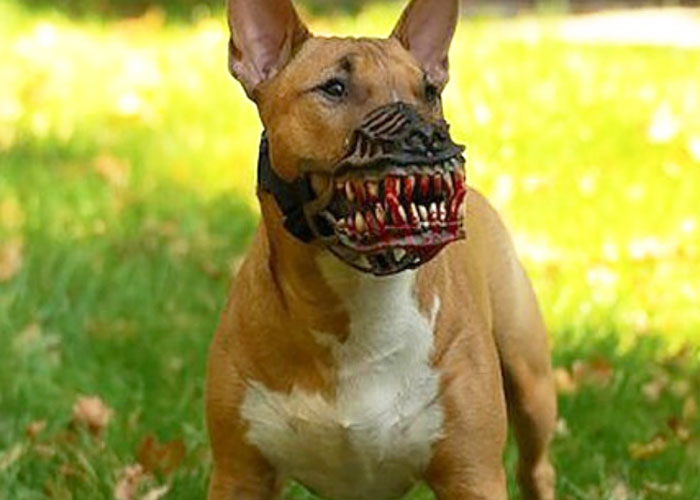 People Are Sharing What Their Dogs Look Like With This Scary Dog Muzzle From Amazon People Are Sharing What Their Dogs Look Like With This Scary Dog Muzzle From Amazon