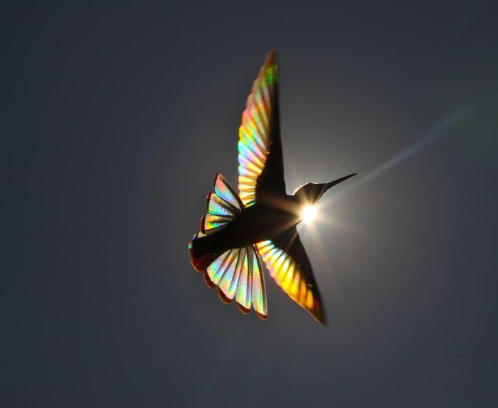 9 Magical Pictures Of Hummingbirds’ Wings Shining Like Rainbows 9 Magical Pictures Of Hummingbirds’ Wings Shining Like Rainbows