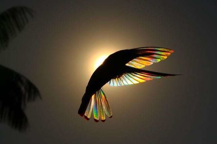 9 Magical Pictures Of Hummingbirds’ Wings Shining Like Rainbows 9 Magical Pictures Of Hummingbirds’ Wings Shining Like Rainbows