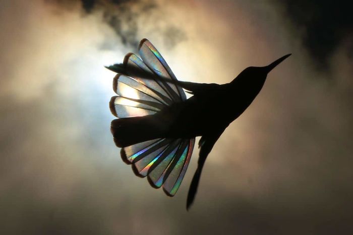 9 Magical Pictures Of Hummingbirds’ Wings Shining Like Rainbows 9 Magical Pictures Of Hummingbirds’ Wings Shining Like Rainbows