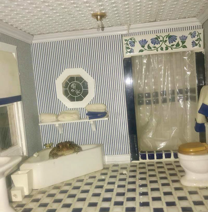Woman Photographs Her Toad Doing Things In Her Dollhouse And People Love It (8 Pics) Woman Photographs Her Toad Doing Things In Her Dollhouse And People Love It (8 Pics)