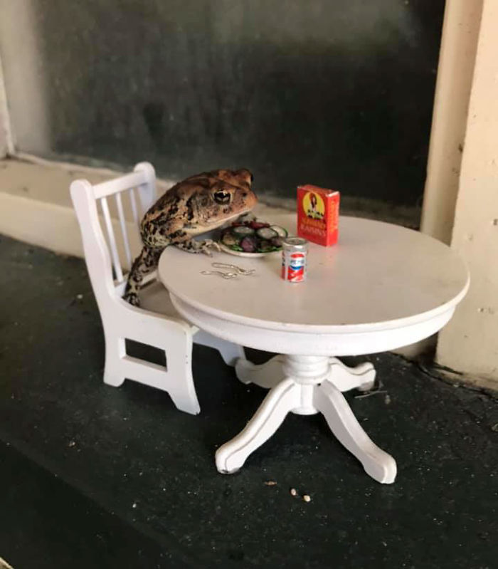 Woman Photographs Her Toad Doing Things In Her Dollhouse And People Love It (8 Pics) Woman Photographs Her Toad Doing Things In Her Dollhouse And People Love It (8 Pics)