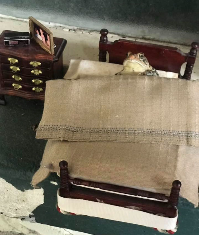 Woman Photographs Her Toad Doing Things In Her Dollhouse And People Love It (8 Pics) Woman Photographs Her Toad Doing Things In Her Dollhouse And People Love It (8 Pics)