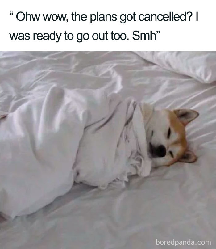 96 Of The Funniest Sleeping Memes Ever 96 Of The Funniest Sleeping Memes Ever