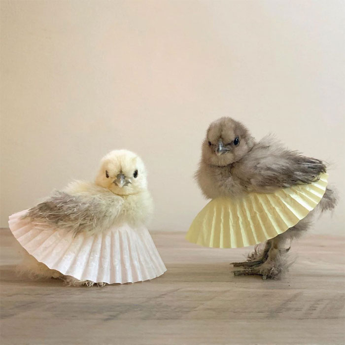 Chickens In Tutus Is A Thing And They Look Lovely (24 Pics)