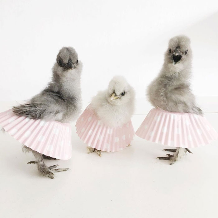 Chickens In Tutus Is A Thing And They Look Lovely (24 Pics)