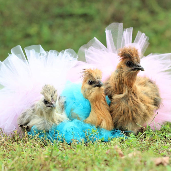 Chickens In Tutus Is A Thing And They Look Lovely (24 Pics)