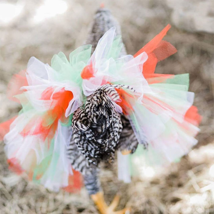 Chickens In Tutus Is A Thing And They Look Lovely (24 Pics)