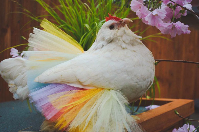 Chickens In Tutus Is A Thing And They Look Lovely (24 Pics)