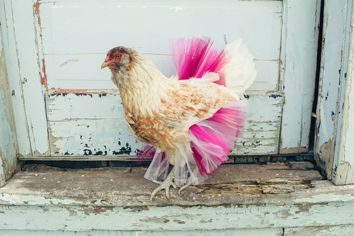 Chickens In Tutus Is A Thing And They Look Lovely (24 Pics)