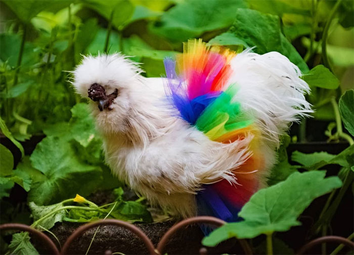 Chickens In Tutus Is A Thing And They Look Lovely (24 Pics)