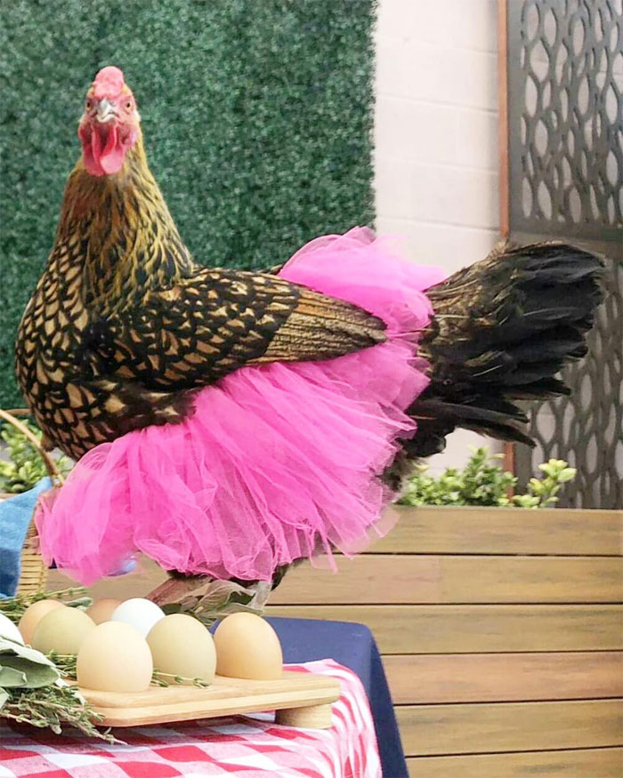 Chickens In Tutus Is A Thing And They Look Lovely (24 Pics)