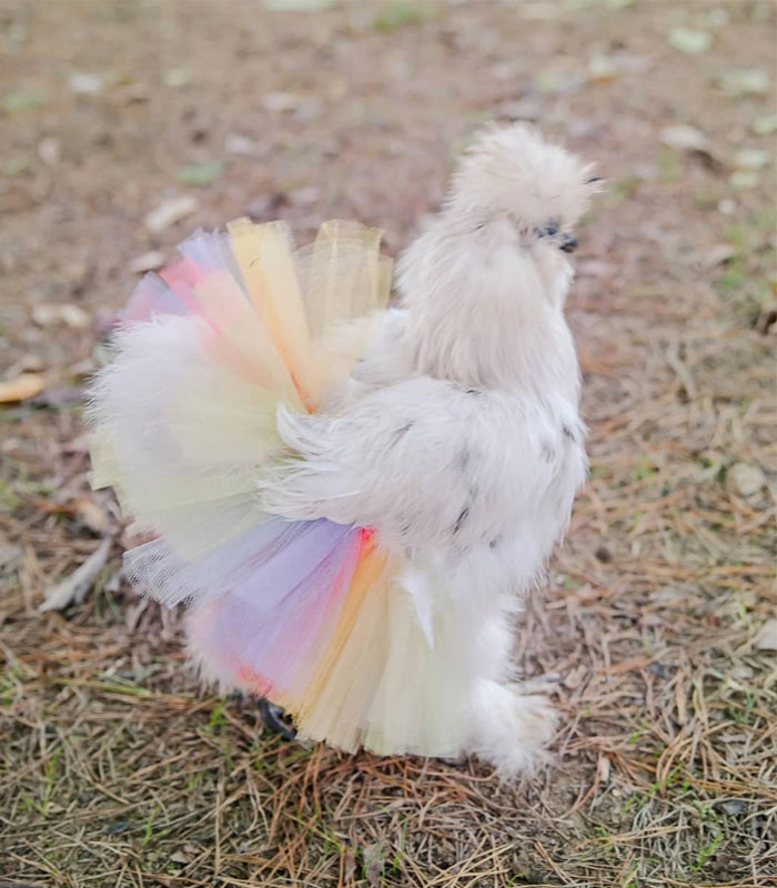 Chickens In Tutus Is A Thing And They Look Lovely (24 Pics)