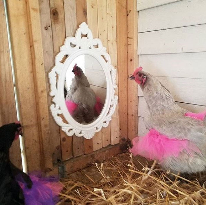 Chickens In Tutus Is A Thing And They Look Lovely (24 Pics)