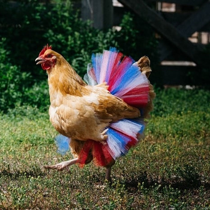 Chickens In Tutus Is A Thing And They Look Lovely (24 Pics)