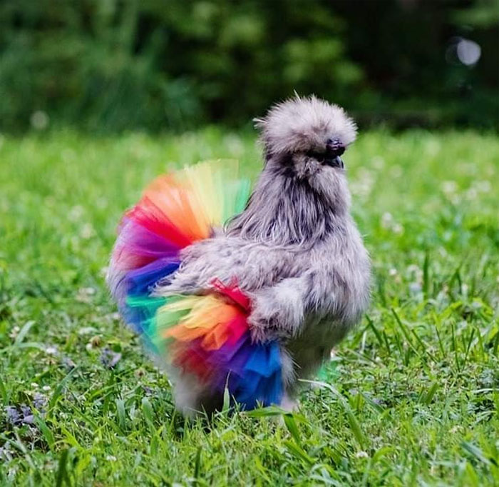 Chickens In Tutus Is A Thing And They Look Lovely (24 Pics)