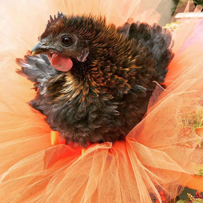 Chickens In Tutus Is A Thing And They Look Lovely (24 Pics)