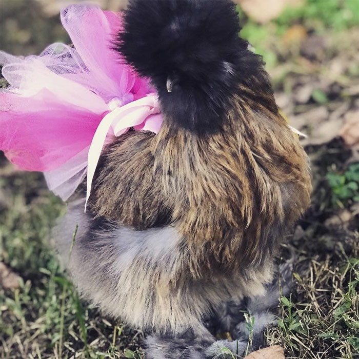 Chickens In Tutus Is A Thing And They Look Lovely (24 Pics)