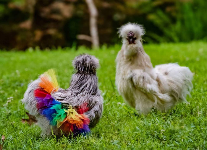 Chickens In Tutus Is A Thing And They Look Lovely (24 Pics)
