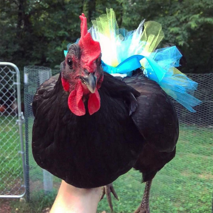 Chickens In Tutus Is A Thing And They Look Lovely (24 Pics)