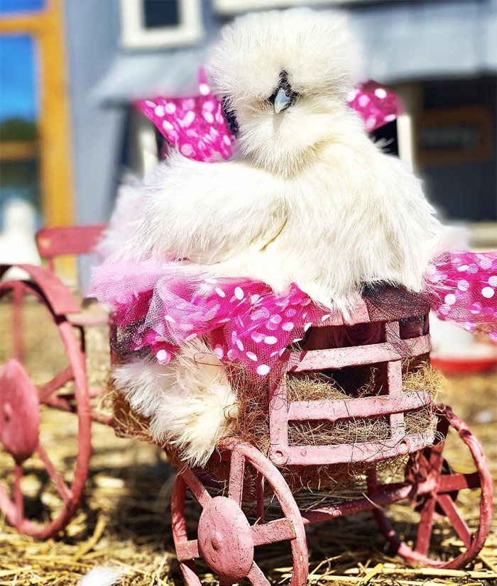 Chickens In Tutus Is A Thing And They Look Lovely (24 Pics)