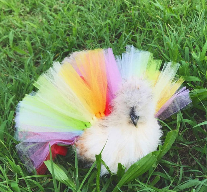 Chickens In Tutus Is A Thing And They Look Lovely (24 Pics)