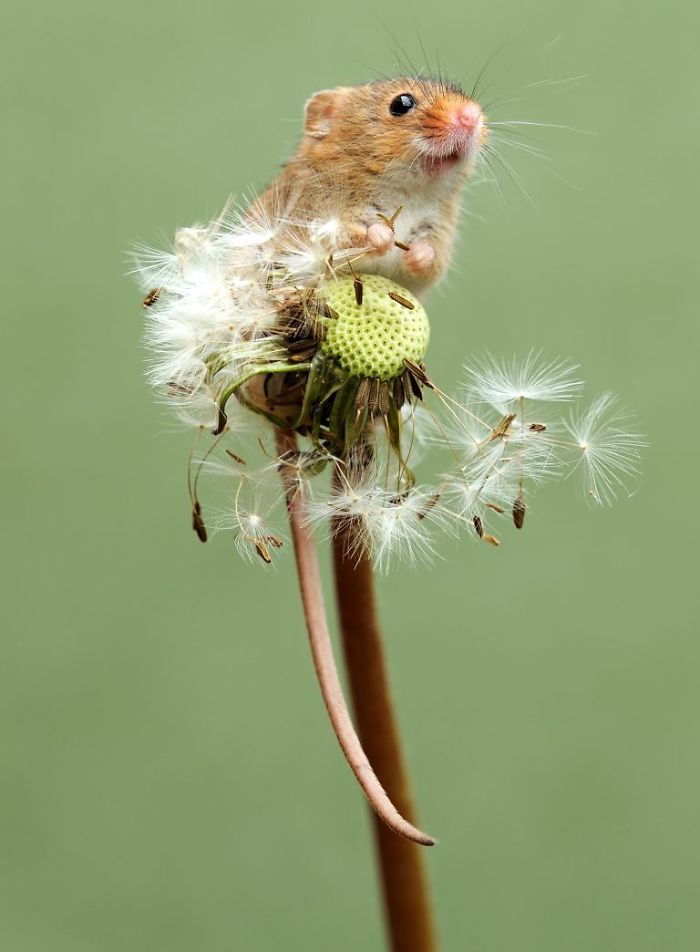 35 Adorable Photos Of Harvest Mice Living Their Tiny Lives By Dean Mason 35 Adorable Photos Of Harvest Mice Living Their Tiny Lives By Dean Mason